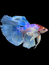 Load image into Gallery viewer, Male Halfmoon - Unicorn Dumbo #1433 - Live Betta Fish

