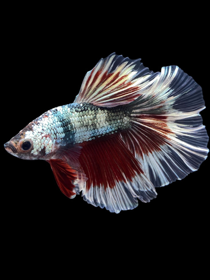 Male Halfmoon - Fancy Copper #1434 - Live Betta Fish