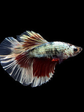 Load image into Gallery viewer, Male Halfmoon - Fancy Copper #1434 - Live Betta Fish
