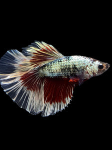 Male Halfmoon - Fancy Copper #1434 - Live Betta Fish