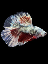 Load image into Gallery viewer, Male Halfmoon - Fancy Copper #1434 - Live Betta Fish
