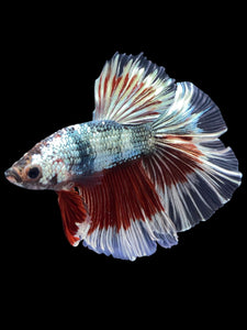 Male Halfmoon - Fancy Copper #1434 - Live Betta Fish
