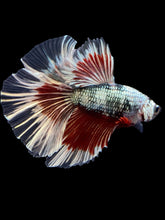 Load image into Gallery viewer, Male Halfmoon - Fancy Copper #1434 - Live Betta Fish

