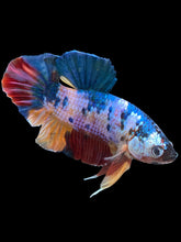 Load image into Gallery viewer, GIANT Male Halfmoon Plakat - Multicolor #1435 - Live Betta Fish
