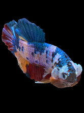 Load image into Gallery viewer, GIANT Male Halfmoon Plakat - Multicolor #1435 - Live Betta Fish
