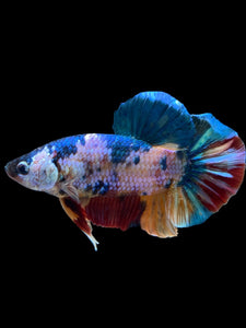 GIANT Male Halfmoon Plakat - Multicolor #1435 - Live Betta Fish