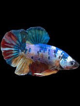 Load image into Gallery viewer, GIANT Male Halfmoon Plakat - Multicolor #1435 - Live Betta Fish
