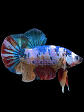 Load image into Gallery viewer, GIANT Male Halfmoon Plakat - Multicolor #1435 - Live Betta Fish
