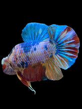 Load image into Gallery viewer, GIANT Male Halfmoon Plakat - Multicolor #1435 - Live Betta Fish
