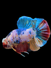 Load image into Gallery viewer, GIANT Male Halfmoon Plakat - Multicolor #1435 - Live Betta Fish
