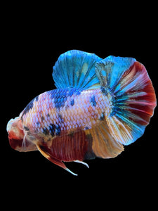 GIANT Male Halfmoon Plakat - Multicolor #1435 - Live Betta Fish