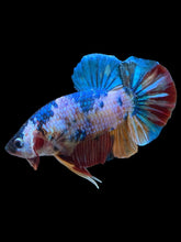 Load image into Gallery viewer, GIANT Male Halfmoon Plakat - Multicolor #1435 - Live Betta Fish

