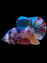 Load image into Gallery viewer, GIANT Male Halfmoon Plakat - Multicolor #1435 - Live Betta Fish
