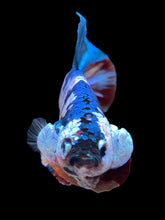 Load image into Gallery viewer, GIANT Male Halfmoon Plakat - Multicolor #1435 - Live Betta Fish
