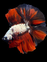 Load image into Gallery viewer, Male Fullmoon - Red Koi Copper #1436 - Live Betta Fish

