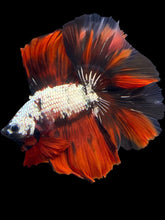 Load image into Gallery viewer, Male Fullmoon - Red Koi Copper #1436 - Live Betta Fish
