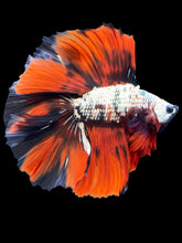 Load image into Gallery viewer, Male Fullmoon - Red Koi Copper #1436 - Live Betta Fish
