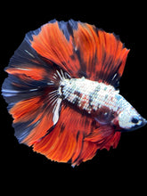 Load image into Gallery viewer, Male Fullmoon - Red Koi Copper #1436 - Live Betta Fish
