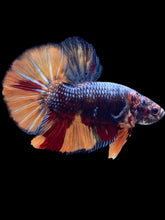 Load image into Gallery viewer, GIANT Male Halfmoon Plakat - Nemo #1437 - Live Betta Fish
