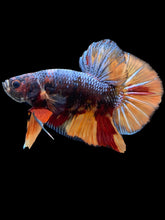 Load image into Gallery viewer, GIANT Male Halfmoon Plakat - Nemo #1437 - Live Betta Fish
