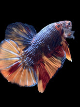 Load image into Gallery viewer, GIANT Male Halfmoon Plakat - Nemo #1437 - Live Betta Fish
