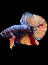 Load image into Gallery viewer, GIANT Male Halfmoon Plakat - Nemo #1437 - Live Betta Fish
