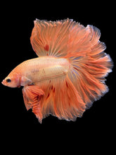 Load image into Gallery viewer, Male Rosetail - Vanda #1438 - Live Betta Fish

