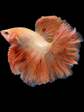 Load image into Gallery viewer, Male Rosetail - Vanda #1438 - Live Betta Fish
