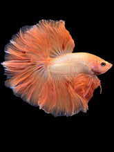 Load image into Gallery viewer, Male Rosetail - Vanda #1438 - Live Betta Fish
