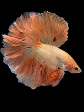 Load image into Gallery viewer, Male Rosetail - Vanda #1438 - Live Betta Fish

