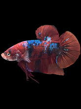 Load image into Gallery viewer, GIANT Male Halfmoon Plakat - Red Galaxy #1439 - Live Betta Fish
