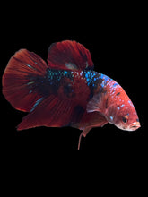 Load image into Gallery viewer, GIANT Male Halfmoon Plakat - Red Galaxy #1439 - Live Betta Fish
