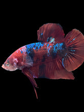 Load image into Gallery viewer, GIANT Male Halfmoon Plakat - Red Galaxy #1439 - Live Betta Fish
