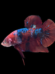 GIANT Male Halfmoon Plakat - Red Galaxy #1439 - Live Betta Fish