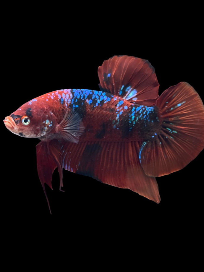 GIANT Male Halfmoon Plakat - Red Galaxy #1439 - Live Betta Fish