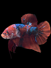 Load image into Gallery viewer, GIANT Male Halfmoon Plakat - Red Galaxy #1439 - Live Betta Fish
