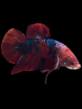 Load image into Gallery viewer, GIANT Male Halfmoon Plakat - Red Galaxy #1439 - Live Betta Fish
