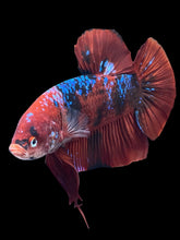 Load image into Gallery viewer, GIANT Male Halfmoon Plakat - Red Galaxy #1439 - Live Betta Fish
