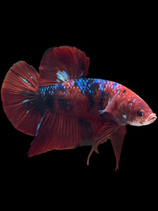 GIANT Male Halfmoon Plakat - Red Galaxy #1439 - Live Betta Fish