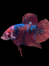 Load image into Gallery viewer, GIANT Male Halfmoon Plakat - Red Galaxy #1439 - Live Betta Fish
