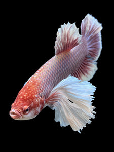 GIANT Male Halfmoon Plakat - Lavender Dumbo #143 - Live Betta Fish