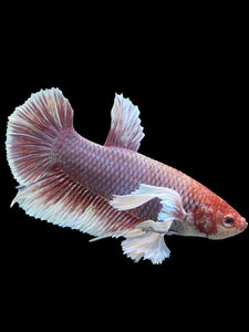 GIANT Male Halfmoon Plakat - Lavender Dumbo #143 - Live Betta Fish