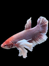 Load image into Gallery viewer, GIANT Male Halfmoon Plakat - Lavender Dumbo #143 - Live Betta Fish
