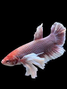 GIANT Male Halfmoon Plakat - Lavender Dumbo #143 - Live Betta Fish