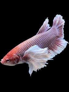 GIANT Male Halfmoon Plakat - Lavender Dumbo #143 - Live Betta Fish