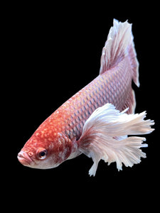 GIANT Male Halfmoon Plakat - Lavender Dumbo #143 - Live Betta Fish