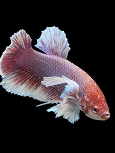 GIANT Male Halfmoon Plakat - Lavender Dumbo #143 - Live Betta Fish