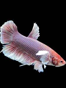 GIANT Male Halfmoon Plakat - Lavender Dumbo #143 - Live Betta Fish