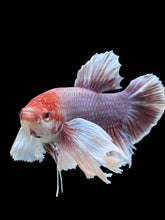 Load image into Gallery viewer, GIANT Male Halfmoon Plakat - Lavender Dumbo #143 - Live Betta Fish
