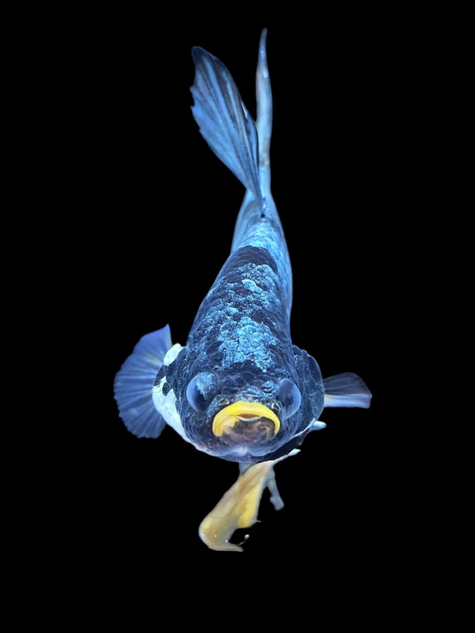 Male Halfmoon Plakat - Fancy Copper #1440 - Live Betta Fish